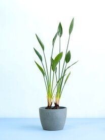 ＼レビュー特典あり／ ストレリチア ノンリーフ 観葉植物 本物 大型 小さい 軽い ミニ インテリア おしゃれ アンドプランツ andplants エコポッツ ecopots 鉢 植木鉢 育てやすい 枯れにくい 風水 縁起 プレゼント ギフト 新築祝い 結婚祝い 開業祝い 送料無料