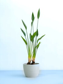 ＼レビュー特典あり／ ストレリチア ノンリーフ 観葉植物 本物 大型 小さい 軽い ミニ インテリア おしゃれ アンドプランツ andplants エコポッツ ecopots 鉢 植木鉢 育てやすい 枯れにくい 風水 縁起 プレゼント ギフト 新築祝い 結婚祝い 開業祝い 送料無料
