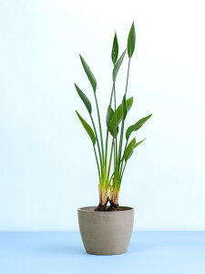 _r[T^Xg`A m[t ϗtA { ^  y ~j CeA  Ahvc andplants GR|bc ecopots  Aؔ Ă₷ ͂ɂ  