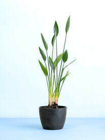 ＼レビュー特典あり／ ストレリチア ノンリーフ 観葉植物 本物 大型 小さい 軽い ミニ インテリア おしゃれ アンドプランツ andplants エコポッツ ecopots 鉢 植木鉢 育てやすい 枯れにくい 風水 縁起 プレゼント ギフト 新築祝い 結婚祝い 開業祝い 送料無料