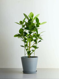 ＼レビュー特典あり／ クルシア ロゼア プリンセス 観葉植物 本物 大型 小さい 軽い ミニ インテリア おしゃれ アンドプランツ andplants エコポッツ ecopots 鉢 植木鉢 育てやすい 枯れにくい 風水 縁起 プレゼント ギフト 新築祝い 結婚祝い 開業祝い 送料無料