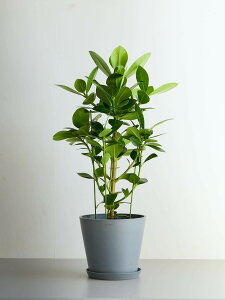 _r[T^NVA [A vZX ϗtA { ^  y ~j CeA  Ahvc andplants GR|bc ecopots  Aؔ Ă₷ ͂ɂ 