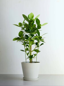 _r[T^NVA [A vZX ϗtA { ^  y ~j CeA  Ahvc andplants GR|bc ecopots  Aؔ Ă₷ ͂ɂ 