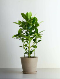 ＼レビュー特典あり／ クルシア ロゼア プリンセス 観葉植物 本物 大型 小さい 軽い ミニ インテリア おしゃれ アンドプランツ andplants エコポッツ ecopots 鉢 植木鉢 育てやすい 枯れにくい 風水 縁起 プレゼント ギフト 新築祝い 結婚祝い 開業祝い 送料無料