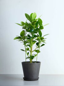 ＼レビュー特典あり／ クルシア ロゼア プリンセス 観葉植物 本物 大型 小さい 軽い ミニ インテリア おしゃれ アンドプランツ andplants エコポッツ ecopots 鉢 植木鉢 育てやすい 枯れにくい 風水 縁起 プレゼント ギフト 新築祝い 結婚祝い 開業祝い 送料無料