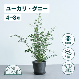 ＼レビュー特典あり／ユーカリ グニー 観葉植物 本物 大型 小さい 軽い ミニ インテリア おしゃれ アンドプランツ andplants エコポッツ ecopots 鉢 植木鉢 育てやすい 枯れにくい 風水 縁起 プレゼント ギフト 新築祝い 結婚祝い 開業祝い メッセージカード 送料無料