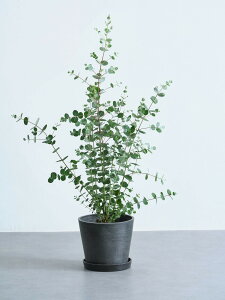 _r[T^[J Oj[ ϗtA { ^  y ~j CeA  Ahvc andplants GR|bc ecopots  Aؔ Ă₷ ͂ɂ  N v