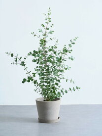 ＼レビュー特典あり／ ユーカリ グニー 観葉植物 本物 大型 小さい 軽い ミニ インテリア おしゃれ アンドプランツエコポッツ ecopots 鉢 植木鉢 育てやすい 枯れにくい 風水 縁起 プレゼント ギフト 新築祝い 結婚祝い 開業祝い メッセージカード 送料無料