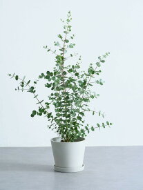 ＼レビュー特典あり／ ユーカリ グニー 観葉植物 本物 大型 小さい 軽い ミニ インテリア おしゃれ アンドプランツエコポッツ ecopots 鉢 植木鉢 育てやすい 枯れにくい 風水 縁起 プレゼント ギフト 新築祝い 結婚祝い 開業祝い メッセージカード 送料無料