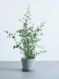 ＼レビュー特典あり／ ユーカリ グニー 観葉植物 本物 大型 小さい 軽い ミニ インテリア おしゃれ アンドプランツエコポッツ ecopots 鉢 植木鉢 育てやすい 枯れにくい 風水 縁起 プレゼント ギフト 新築祝い 結婚祝い 開業祝い メッセージカード 送料無料
