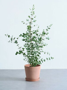 _r[T^[J Oj[ ϗtA { ^  y ~j CeA  Ahvc andplants GR|bc ecopots  Aؔ Ă₷ ͂ɂ  N v