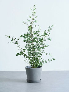 _r[T^[J Oj[ ϗtA { ^  y ~j CeA  Ahvc andplants GR|bc ecopots  Aؔ Ă₷ ͂ɂ  N v