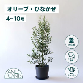 ＼レビュー特典あり／オリーブ ひなかぜ 観葉植物 本物 大型 小さい 軽い ミニ インテリア おしゃれ アンドプランツ andplants エコポッツ ecopots 鉢 植木鉢 育てやすい 枯れにくい 風水 縁起 プレゼント ギフト 新築祝い 結婚祝い 開業祝い メッセージカード 送料無料
