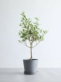 ＼レビュー特典あり／オリーブ ひなかぜ 観葉植物 本物 大型 小さい 軽い ミニ インテリア おしゃれ アンドプランツ andplants エコポッツ ecopots 鉢 植木鉢 育てやすい 枯れにくい 風水 縁起 プレゼント ギフト 新築祝い 結婚祝い 開業祝い メッセージカード 送料無料