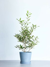 ＼レビュー特典あり／ オリーブ ひなかぜ 観葉植物 本物 大型 小さい 軽い ミニ インテリア おしゃれ アンドプランツ エコポッツ ecopots 鉢 植木鉢 育てやすい 枯れにくい 風水 プレゼント ギフト 新築祝い 結婚祝い 開業祝い メッセージカード 送料無料 andplants 縁起