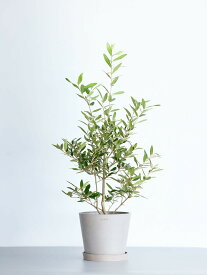 ＼レビュー特典あり／ オリーブ ひなかぜ 観葉植物 本物 大型 小さい 軽い ミニ インテリア おしゃれ アンドプランツ エコポッツ ecopots 鉢 植木鉢 育てやすい 枯れにくい 風水 プレゼント ギフト 新築祝い 結婚祝い 開業祝い メッセージカード 送料無料 andplants 縁起