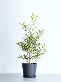 ＼レビュー特典あり／ オリーブ ひなかぜ 観葉植物 本物 大型 小さい 軽い ミニ インテリア おしゃれ アンドプランツ エコポッツ ecopots 鉢 植木鉢 育てやすい 枯れにくい 風水 プレゼント ギフト 新築祝い 結婚祝い 開業祝い メッセージカード 送料無料 andplants 縁起