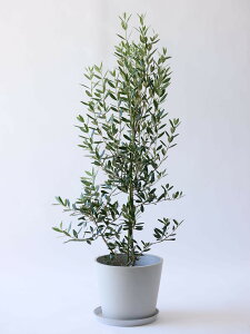 _r[T^I[u ЂȂ ϗtA { ^  y ~j CeA  Ahvc andplants GR|bc ecopots  Aؔ Ă₷ ͂ɂ  N v