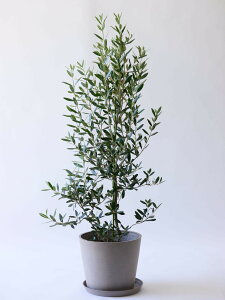 _r[T^I[u ЂȂ ϗtA { ^  y ~j CeA  Ahvc andplants GR|bc ecopots  Aؔ Ă₷ ͂ɂ  N v