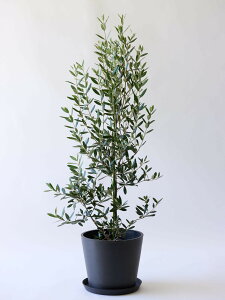 _r[T^I[u ЂȂ ϗtA { ^  y ~j CeA  Ahvc andplants GR|bc ecopots  Aؔ Ă₷ ͂ɂ  N v