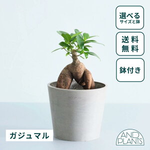 _r[T^KW} ϗtA K̖ ^  y ~j CeA  Ahvc andplants GR|bc ecopots  Aؔ Ă₷ ͂ɂ  N v