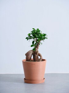 \レビュー特典あり/選べる7種の観葉植物 観葉植物 本物 初心者 入門 お試し 育てやすい 枯れにくい 屋内 室内 インテリア おしゃれ 軽い ミニ アンドプランツ andplants エコポッツ ecopots 鉢