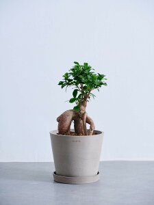 ͂炳ȂT|[gtϗtA ϗtA { S   Ă₷ ͂ɂ   CeA  y ~j Ahvc andplants GR|bc ecopots  Aؔ 