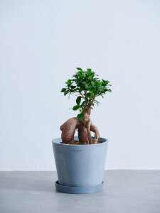 _r[T^Iׂ7̊ϗtA ϗtA { S   Ă₷ ͂ɂ   CeA  y ~j Ahvc andplants GR|bc ecopots  