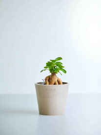 ＼レビュー特典あり／ ガジュマル 観葉植物 多幸の木 大型 小さい 軽い ミニ インテリア おしゃれ アンドプランツ エコポッツ ecopots 鉢 植木鉢 育てやすい 枯れにくい 風水 プレゼント ギフト 新築祝い 結婚祝い 開業祝い メッセージカード 送料無料 andplants 縁起