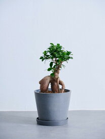 ＼レビュー特典あり／ガジュマル 観葉植物 多幸の木 大型 小さい 軽い ミニ インテリア おしゃれ アンドプランツ andplants エコポッツ ecopots 鉢 植木鉢 育てやすい 枯れにくい 風水 縁起 プレゼント ギフト 新築祝い 結婚祝い 開業祝い メッセージカード 送料無料