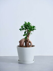 ＼レビュー特典あり／ ガジュマル 観葉植物 多幸の木 大型 小さい 軽い ミニ インテリア おしゃれ アンドプランツ エコポッツ ecopots 鉢 植木鉢 育てやすい 枯れにくい 風水 プレゼント ギフト 新築祝い 結婚祝い 開業祝い メッセージカード 送料無料 andplants 縁起