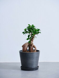 _r[T^KW} ϗtA K̖ ^  y ~j CeA  Ahvc andplants GR|bc ecopots  Aؔ Ă₷ ͂ɂ  N v