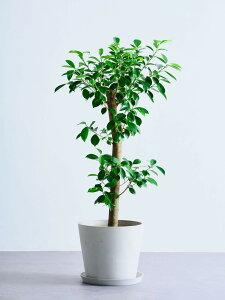 _r[T^KW} ϗtA K̖ ^  y ~j CeA  Ahvc andplants GR|bc ecopots  Aؔ Ă₷ ͂ɂ  N v