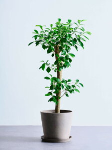 _r[T^KW} ϗtA K̖ ^  y ~j CeA  Ahvc andplants GR|bc ecopots  Aؔ Ă₷ ͂ɂ  N v