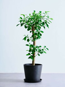 \レビュー特典あり/ガジュマル 観葉植物 多幸の木 大型 小さい 軽い ミニ インテリア おしゃれ アンドプランツ andplants エコポッツ ecopots 鉢 植木鉢 育てやすい 枯れにくい 風水 縁起 プレ