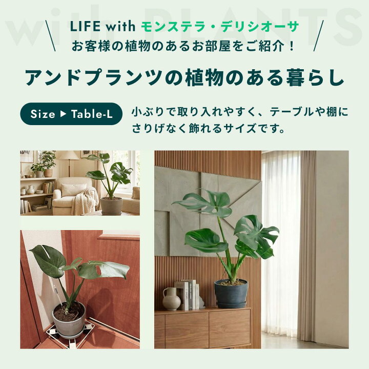 楽天市場】＼レビュー特典あり／ モンステラ デリシオーサ 観葉植物 母 