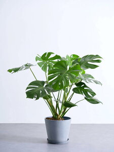 _r[T^Xe fVI[T ϗtA ^  y ~j CeA  Ahvc andplants GR|bc ecopots  Aؔ Ă₷ ͂ɂ  N 