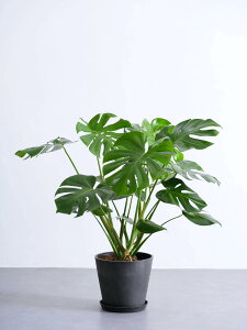 _r[T^Xe fVI[T ϗtA ^  y ~j CeA  Ahvc andplants GR|bc ecopots  Aؔ Ă₷ ͂ɂ  N 