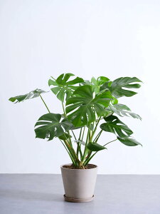 _r[T^Xe fVI[T ϗtA ^  y ~j CeA  Ahvc andplants GR|bc ecopots  Aؔ Ă₷ ͂ɂ  N 