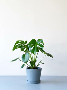 _r[T^Xe fVI[T ϗtA ^  y ~j CeA  Ahvc andplants GR|bc ecopots  Aؔ Ă₷ ͂ɂ  N 