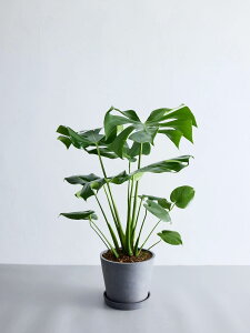 \レビュー特典あり/モンステラ デリシオーサ 観葉植物 大型 小さい 軽い ミニ インテリア おしゃれ アンドプランツ andplants エコポッツ ecopots 鉢 植木鉢 育てやすい 枯れにくい 風水 縁起