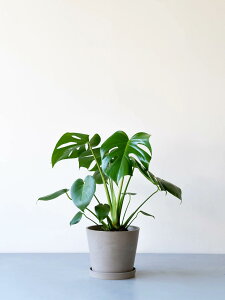 _r[T^Xe fVI[T ϗtA ^  y ~j CeA  Ahvc andplants GR|bc ecopots  Aؔ Ă₷ ͂ɂ  N 