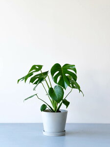 _r[T^Xe fVI[T ϗtA ^  y ~j CeA  Ahvc andplants GR|bc ecopots  Aؔ Ă₷ ͂ɂ  N 