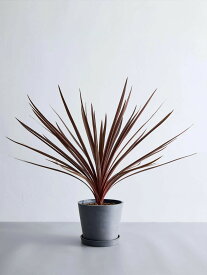 ＼レビュー特典あり／コルジリネ オーストラリス レッドスター 観葉植物 本物 大型 小さい 軽い ミニ インテリア おしゃれ アンドプランツ andplants エコポッツ ecopots 鉢 植木鉢 育てやすい 枯れにくい 風水 縁起 プレゼント ギフト 新築祝い 結婚祝い 開業祝い 送料無料