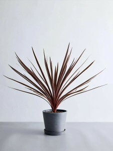 _r[T^RWl I[XgX bhX^[ ϗtA { ^  y ~j CeA  Ahvc andplants GR|bc ecopots  Aؔ Ă₷ 