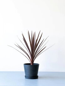 ＼レビュー特典あり／ コルジリネ オーストラリス レッドスター 観葉植物 本物 大型 小さい 軽い ミニ インテリア おしゃれ アンドプランツ エコポッツ 鉢 植木鉢 育てやすい 枯れにくい 風水 プレゼント ギフト 新築祝い 結婚祝い 開業祝い 送料無料 andplants 縁起