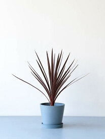 ＼レビュー特典あり／ コルジリネ オーストラリス レッドスター 観葉植物 本物 大型 小さい 軽い ミニ インテリア おしゃれ アンドプランツ エコポッツ 鉢 植木鉢 育てやすい 枯れにくい 風水 プレゼント ギフト 新築祝い 結婚祝い 開業祝い 送料無料 andplants 縁起