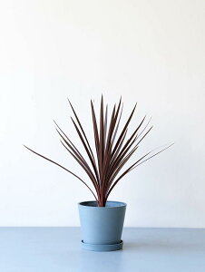 _r[T^RWl I[XgX bhX^[ ϗtA { ^  y ~j CeA  Ahvc andplants GR|bc ecopots  Aؔ Ă₷ 