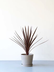 ＼レビュー特典あり／ コルジリネ オーストラリス レッドスター 観葉植物 本物 大型 小さい 軽い ミニ インテリア おしゃれ アンドプランツ エコポッツ 鉢 植木鉢 育てやすい 枯れにくい 風水 プレゼント ギフト 新築祝い 結婚祝い 開業祝い 送料無料 andplants 縁起