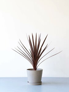 _r[T^Iׂ7̊ϗtA ϗtA { S   Ă₷ ͂ɂ   CeA  y ~j Ahvc andplants GR|bc ecopots  